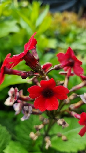Primula japonica millers - japonica,