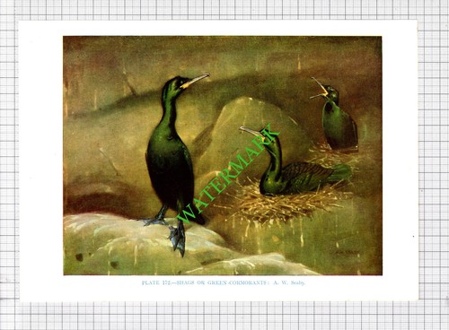 Green cormorant shag a - shag,