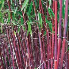 Red umbrella bamboo plant - plant, 2x
