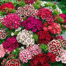 250 DIANTHUS BARBATUS SEEDS - SWEET WILLIAM INDIAN CARPET MIX SEEDS - 250 SEEDS
