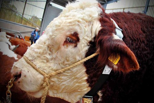 Pedigree hereford cow cattle - hereford,