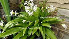 50x WILD GARLIC BULBS ONLY
