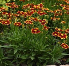 Coreopsis UpTick™ 'Red'
