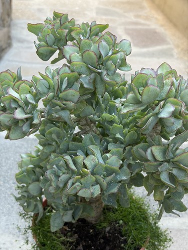 Large mature bonsai - large,