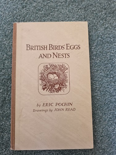 British birds eggs and - birds, nest