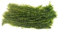 Elodea densa stems - stems, oxygenating