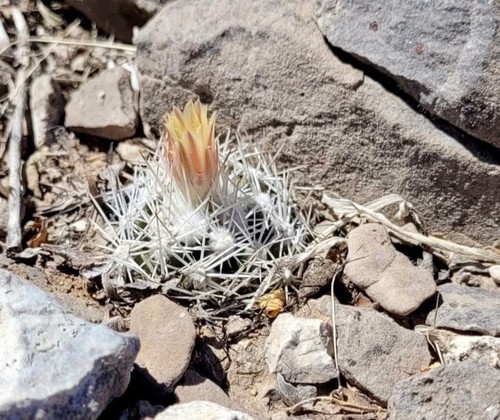 Cactus fresh seeds - fresh,