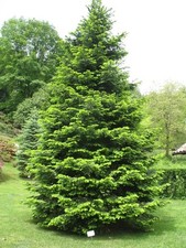 Abies Grandis Great Silver Fir