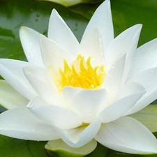 Water Lily Nymphaea