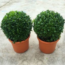 PAIR OF REAL 20CM EVERGREEN BUXUS BALL PLANT SEMPERVIRENS TOPIARY POT INCLUDED