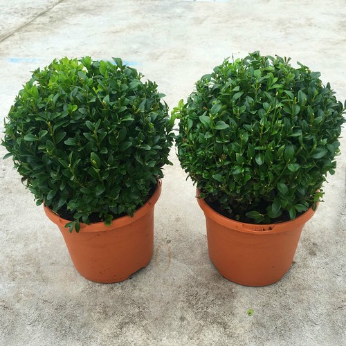 Pair real 20cm evergreen - of,