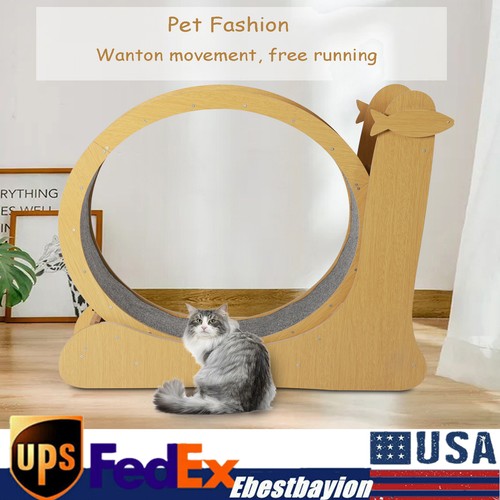 Indoor cat training treadmill - training,