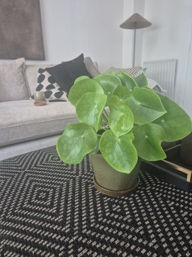 Large potted chinese money - large,