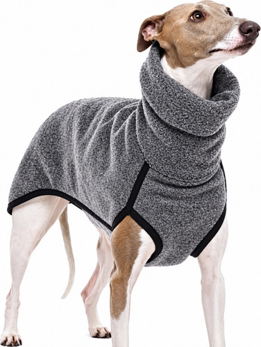 Greyhound winter coat dog - winter,