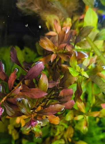 Ludwigia repens dianond - ludwigia,