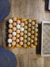 12 Plymouth Barred Rock