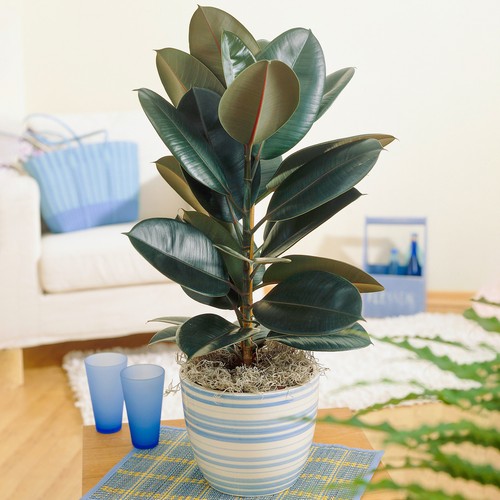 Ficus abidjan indoor potted - abidjan, |