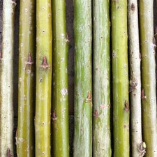 10 Green Basket Willow