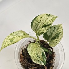 Epipremnum Snow Queen Pothos