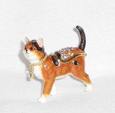 Tortoiseshell & White Cat