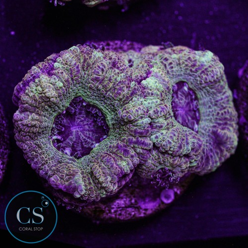 Electric halo asian acan - halo,