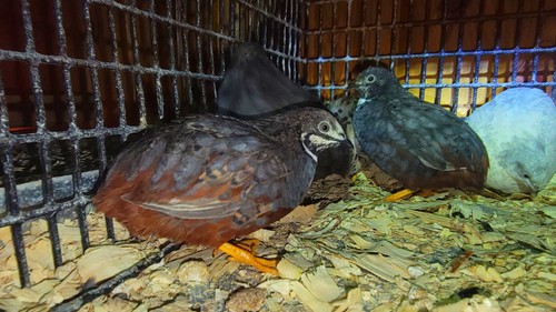 Button quail hatching - 12-,
