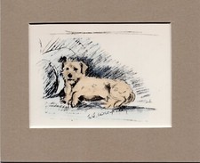 Lucy Dawson ~ Border  Terrier ~ Hand Coloured Print Genuine Vintage 1936