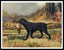 CURLY COATED RETRIEVER AND