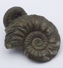 Jurassic  Fossil Ammonites
