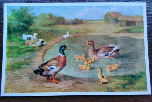 Ducks and chicks - chicks, hunt