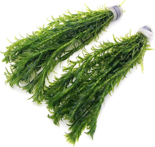 Elodea densa stems - 20,