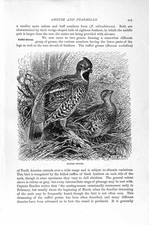 Original Old Antique Print