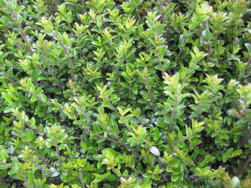 Lonicera nitida hedging - x,