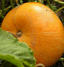 10 Hundred Weight Pumpkin Seeds