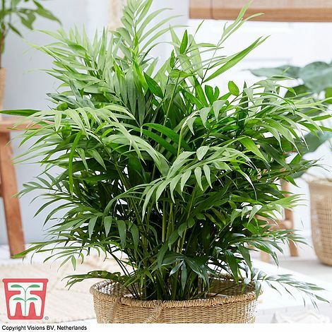 Thompson morgan parlour palm - parlour,