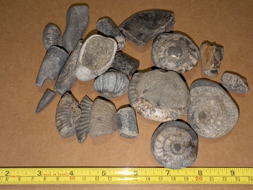 Jurassic marine fossil - jurassic,