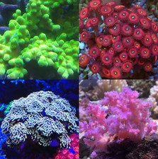Coral frag Pack Beginners Soft corals Zoas LPS SPS