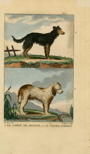 Antique print dogs the - antique, print-dogs-the