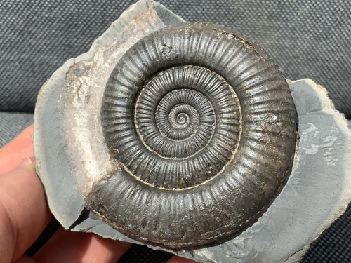 Dactylioceras jurassic - dactylioceras,