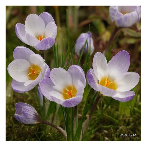 Crocus blue pearl - (species), 'blue