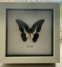 Butterfly Common Jay