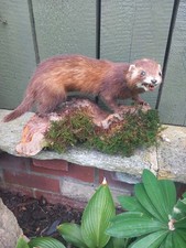 Taxidermy stoat weasel beech marten Super Cute Unusual Curio