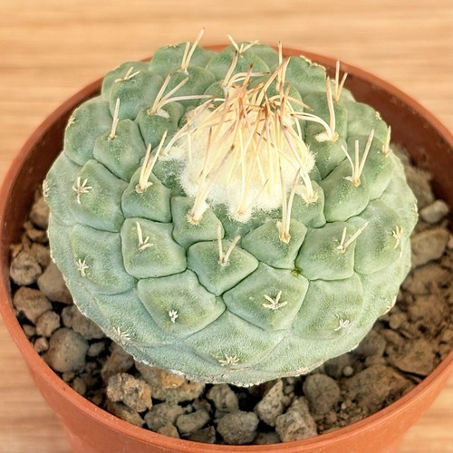 Strombocactus disciformis pot - strombocactus, disciformis,