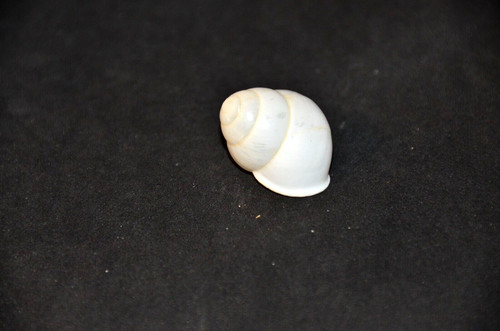 Rare specimen land snail - land,