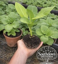 Tobacco Plug Plants x3 AMBER