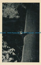 R035465 The American Black Bear. Herman