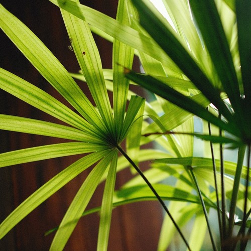 Lady palm tree rhapis - palm,