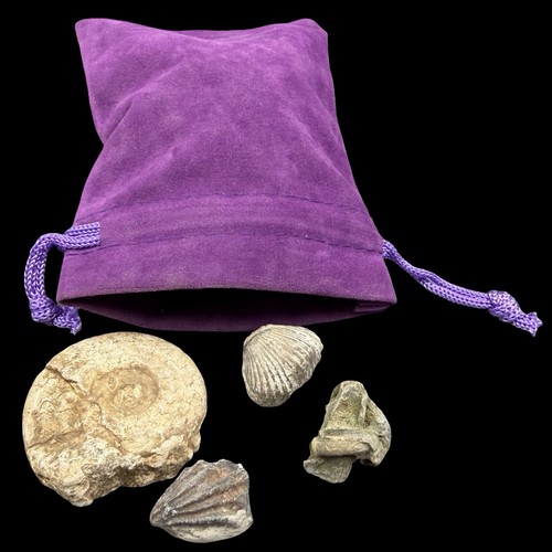 Mixed british fossils - fossils, velvet