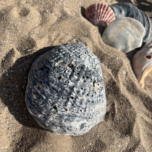 Giant jurassic coast fossil