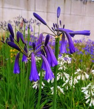 Agapanthus inapertus 'Northern
